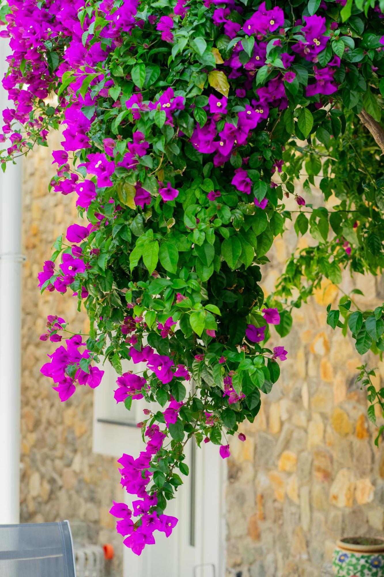 Villa Acacia Ponza Buitenkant foto